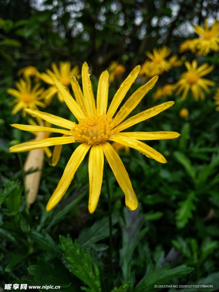 黄金菊 鲜花 菊花 植物 花瓣