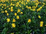黄金菊 鲜花 菊花 植物 花瓣