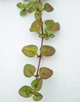 临时救 金钱草 中草药 爬地黄