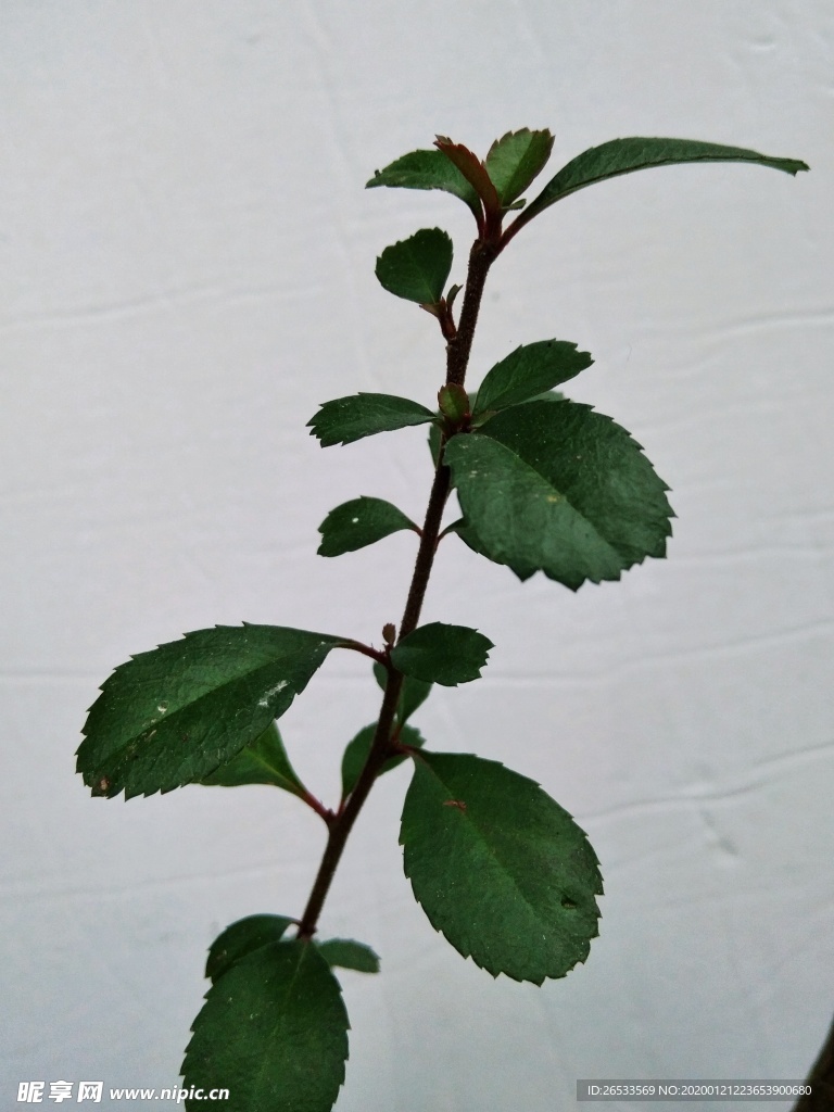 火棘 绿叶 植物 绿色 树叶