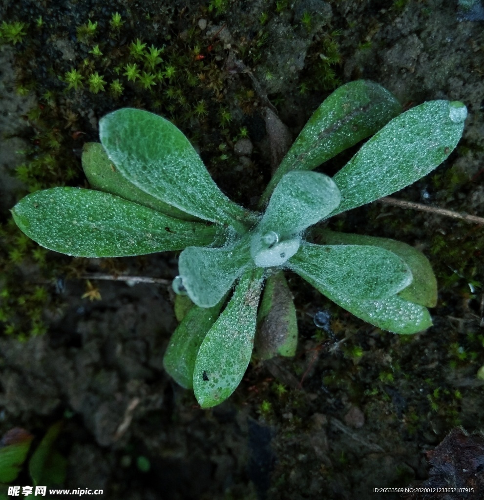 芙蓉菊 玉芙蓉 蕲艾 香菊