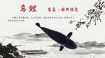 锦鲤简介乌鲤
