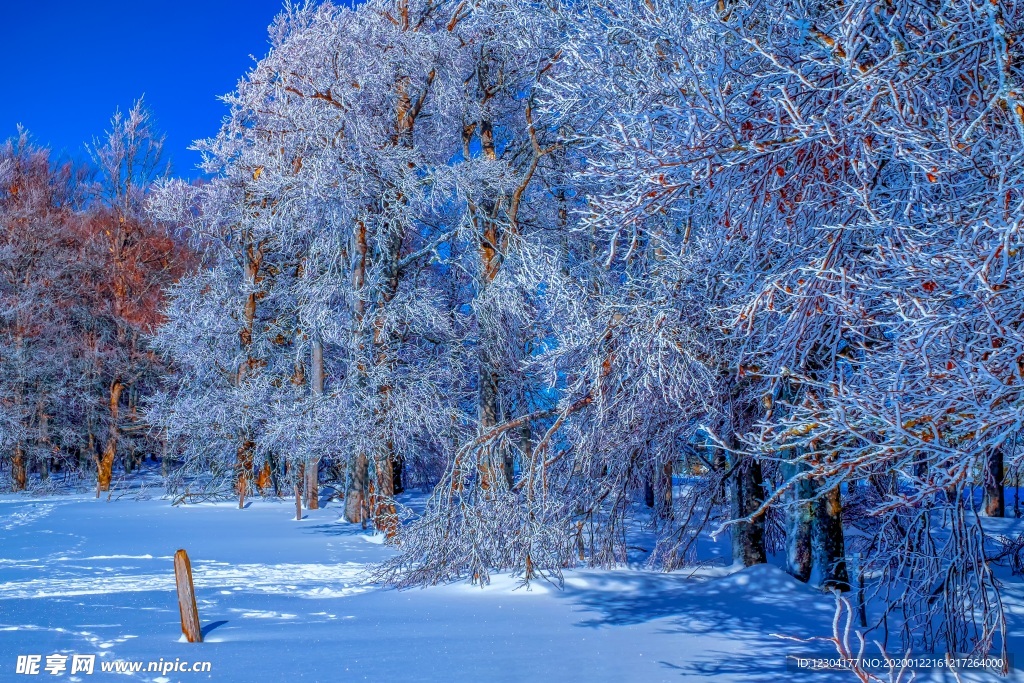 雪地