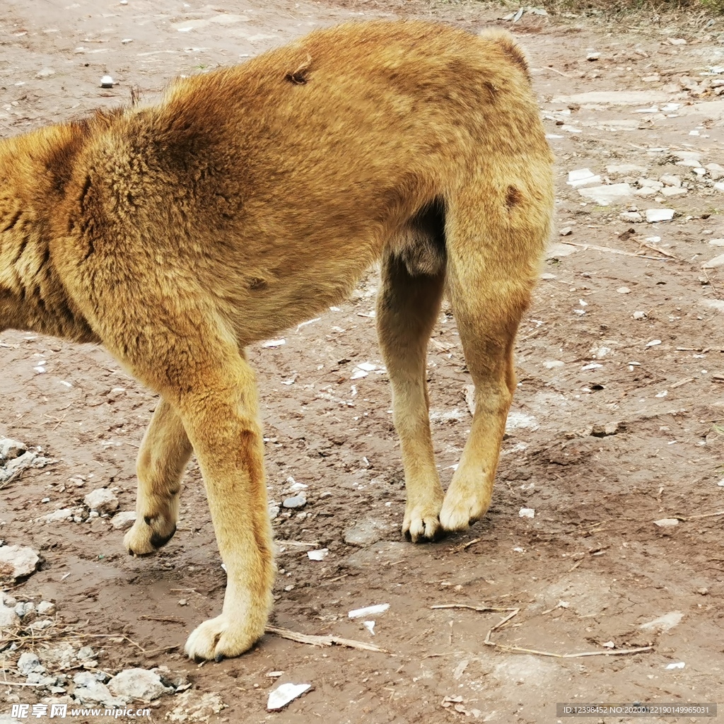 中华田园犬美图