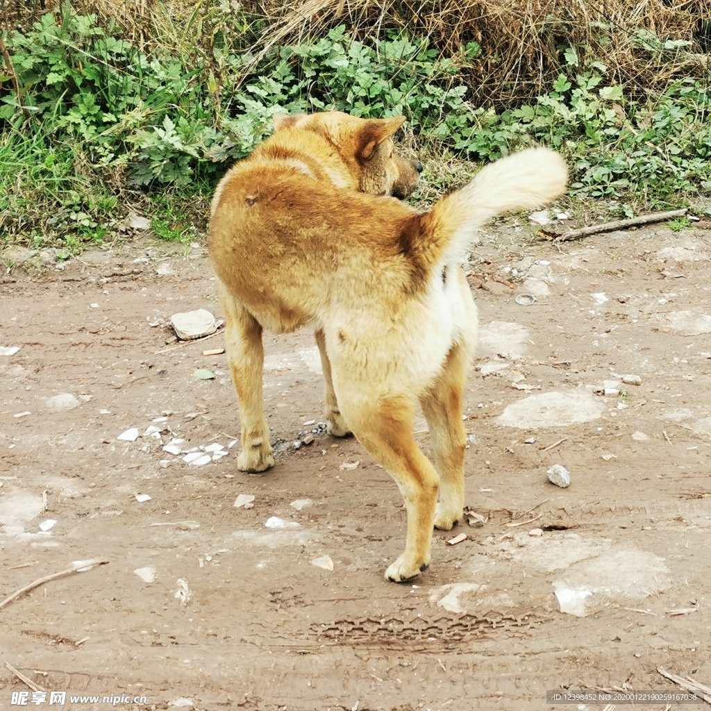 中华田园犬美图