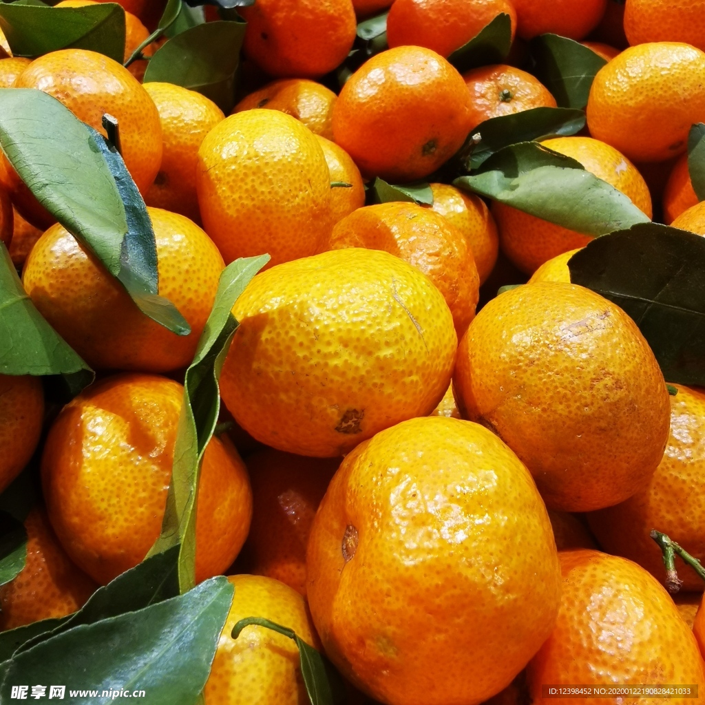 新鲜的沙糖桔