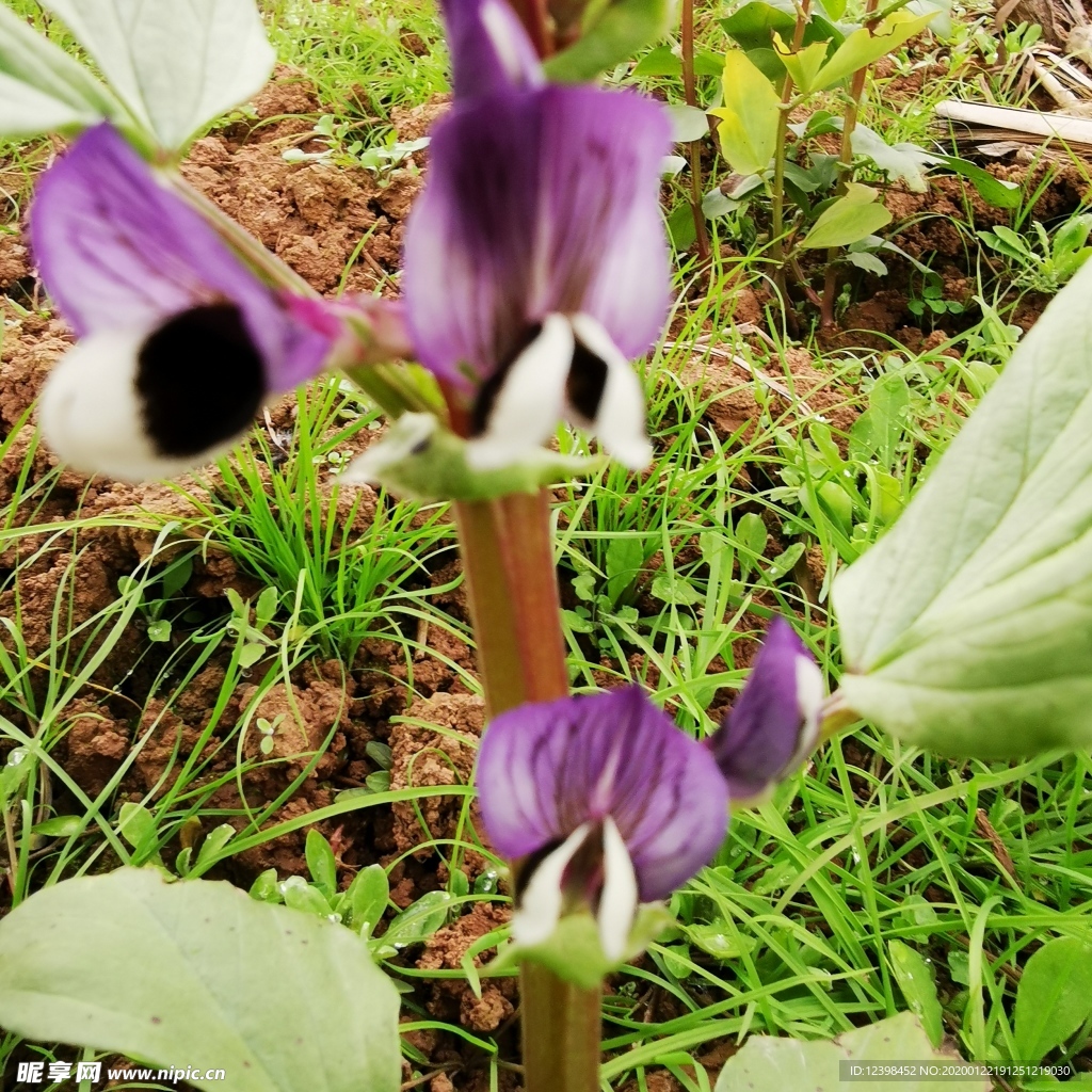 胡豆花摄影美图