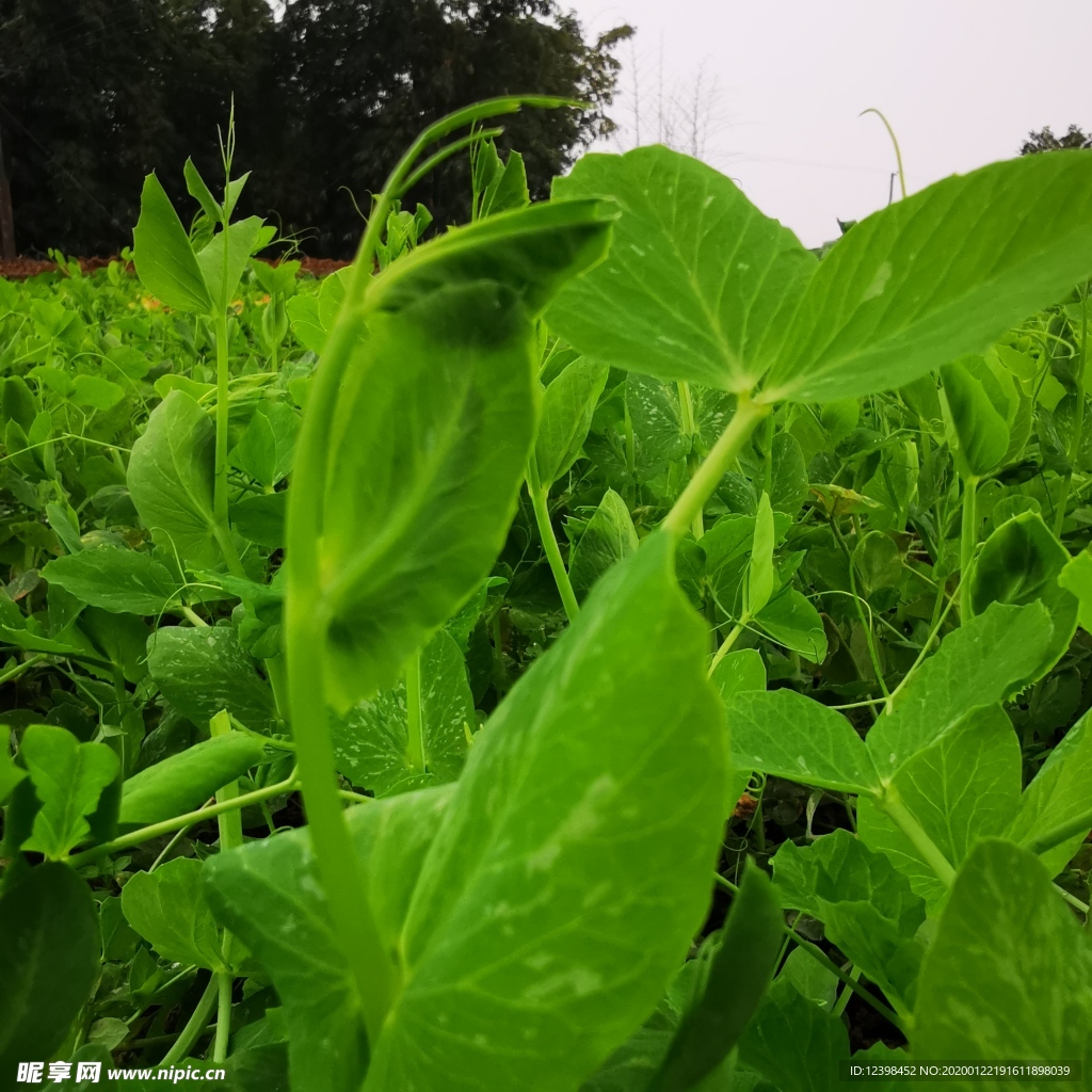 烧嫩豌豆,烧嫩豌豆的家常做法 - 美食杰烧嫩豌豆做法大全