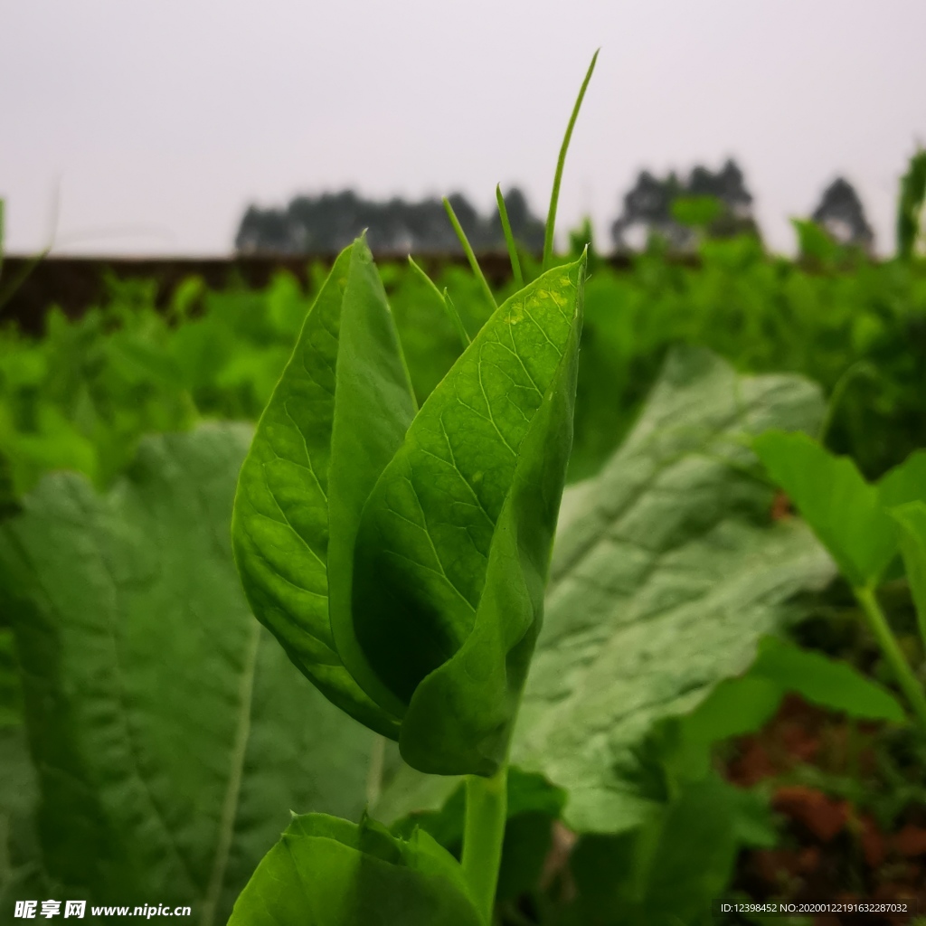 翠嫩的豌豆尖