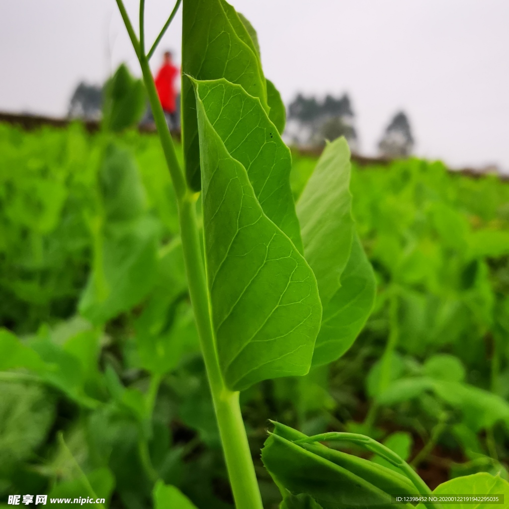 翠嫩的豌豆尖