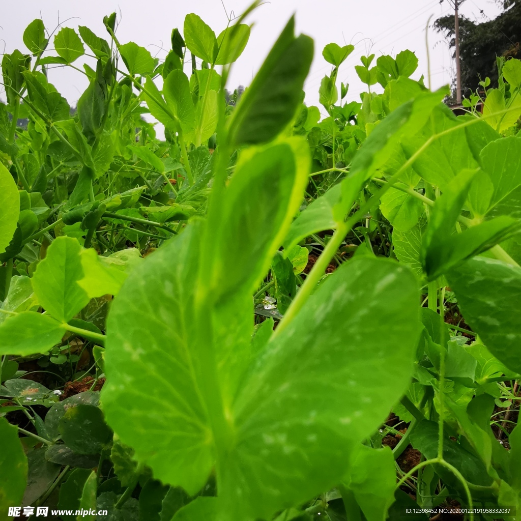 怎样制作黄豆芽-在家如何做黄豆芽