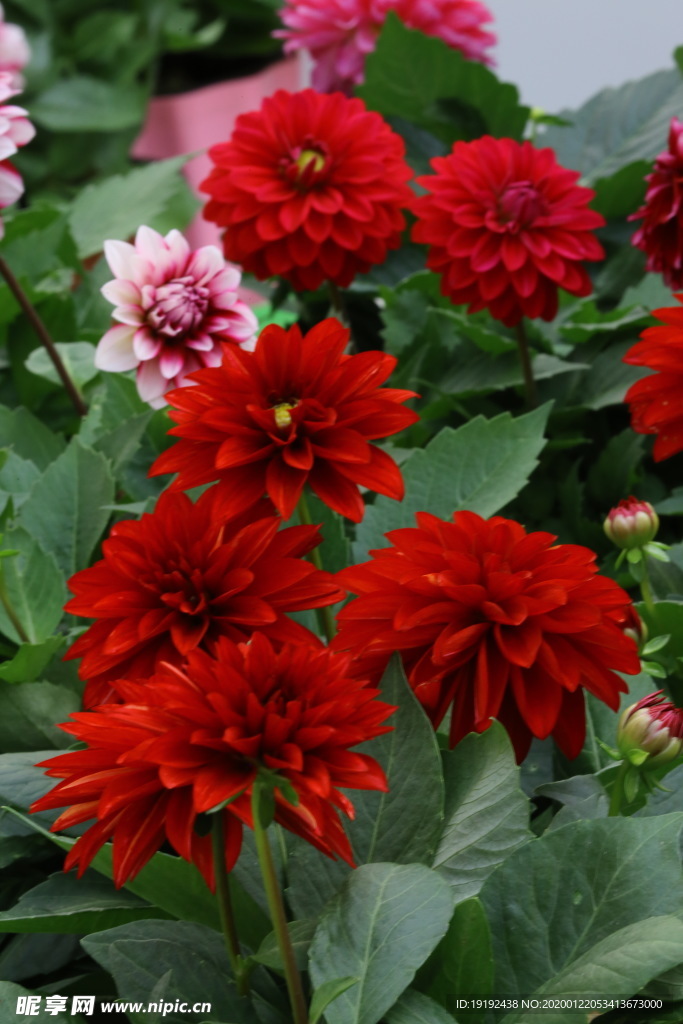 小丽花