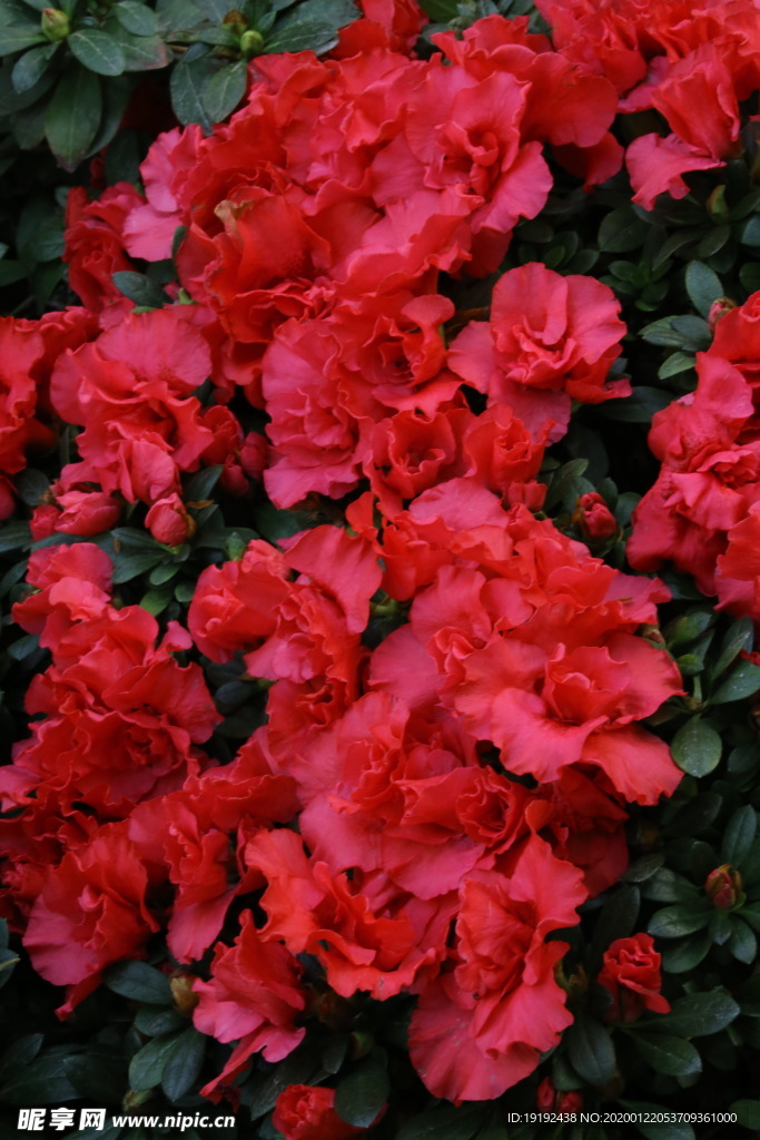 杜鹃花