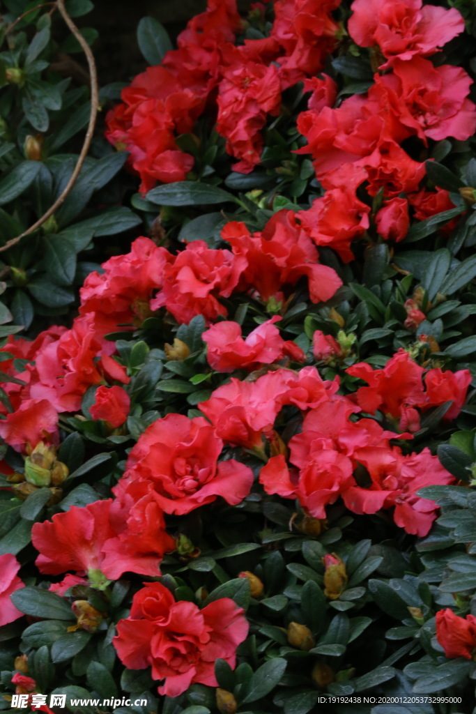 杜鹃花