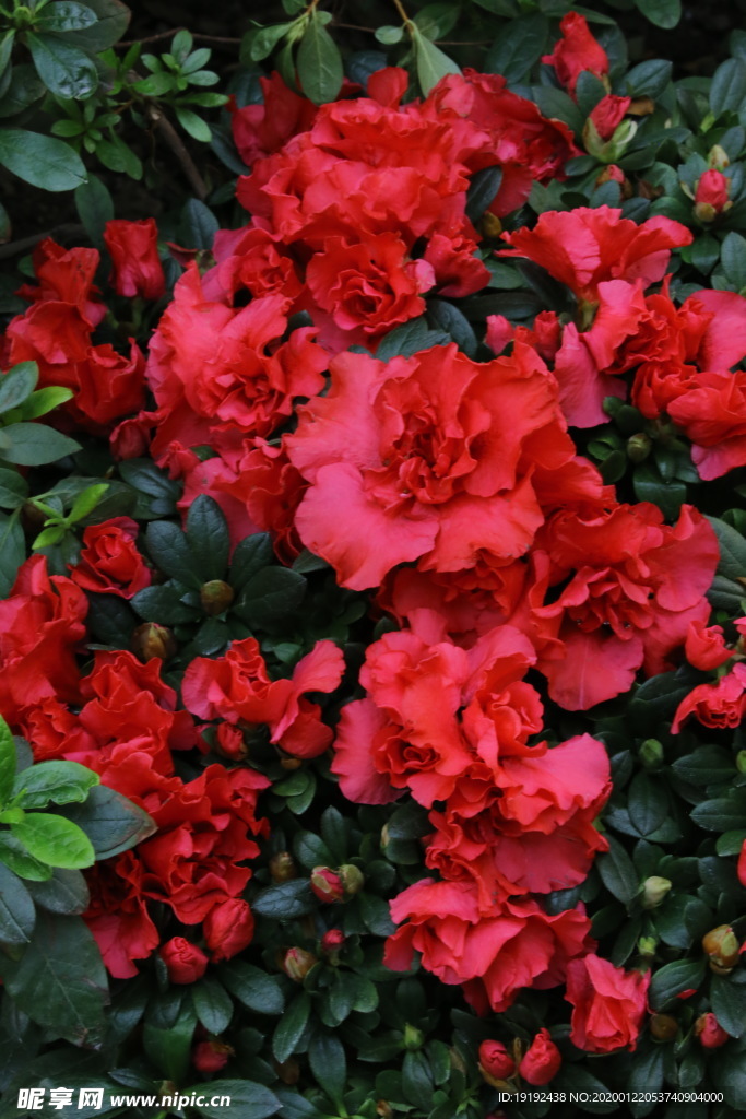 杜鹃花