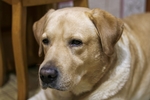 狗