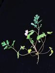 地丁草 黑底拍摄 野花 野草
