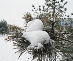 雪 白雪 雪地 树 冬天