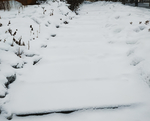 雪 白雪 雪地 树 冬天