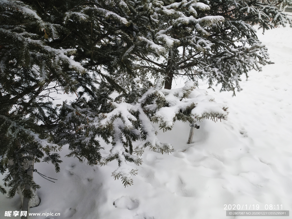 雪 白雪 雪地 树 冬天