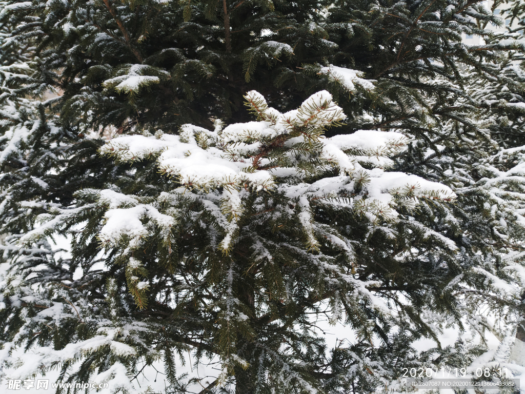 雪 白雪 雪地 树 冬天