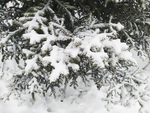 雪 白雪 雪地 树 冬天