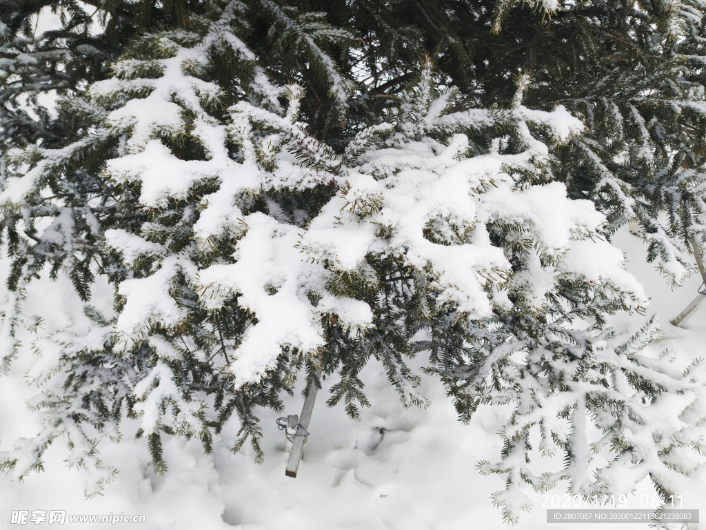 雪 白雪 雪地 树 冬天