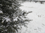 雪 白雪 雪地 树 冬天