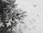 雪 白雪 雪地 树 冬天