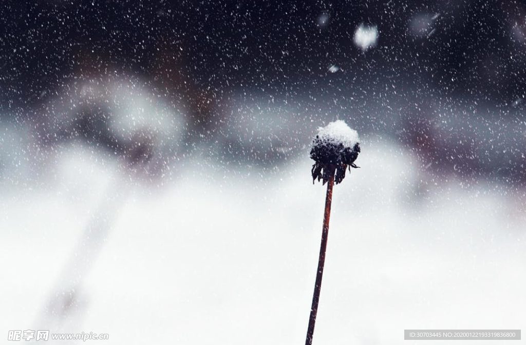 雪