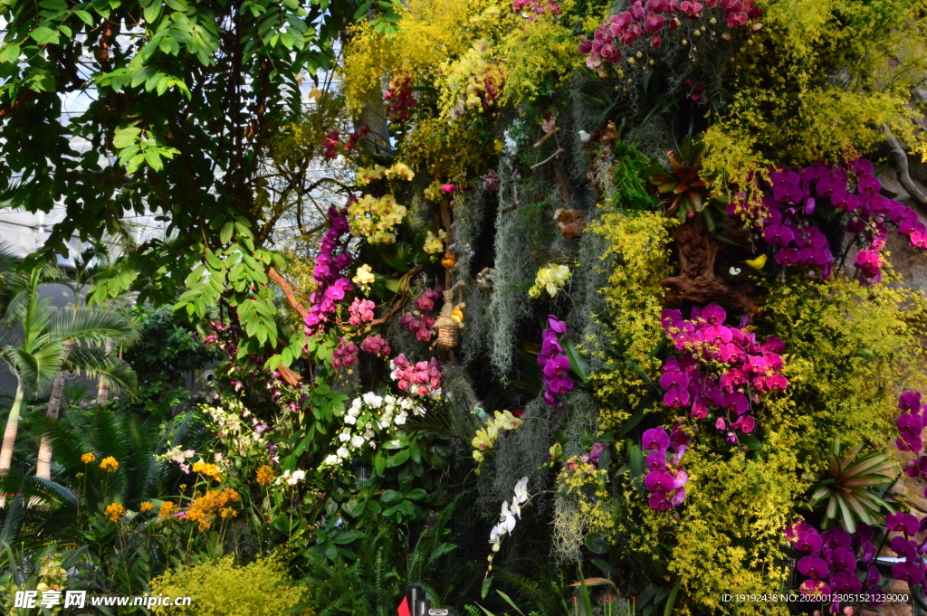 兰花风景