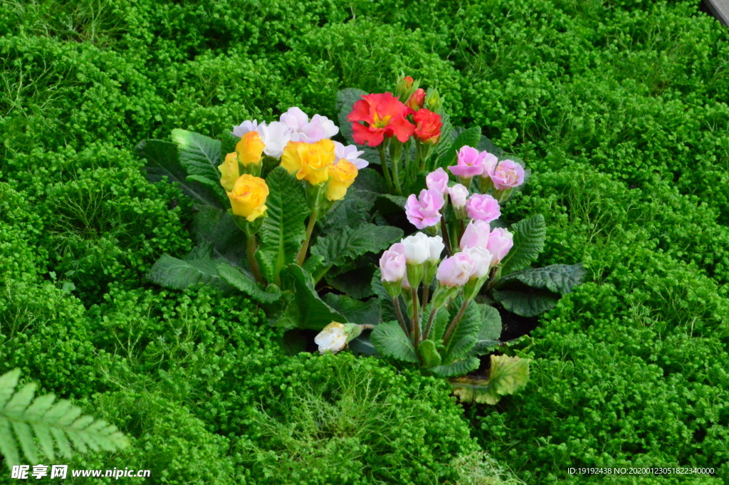 报春花