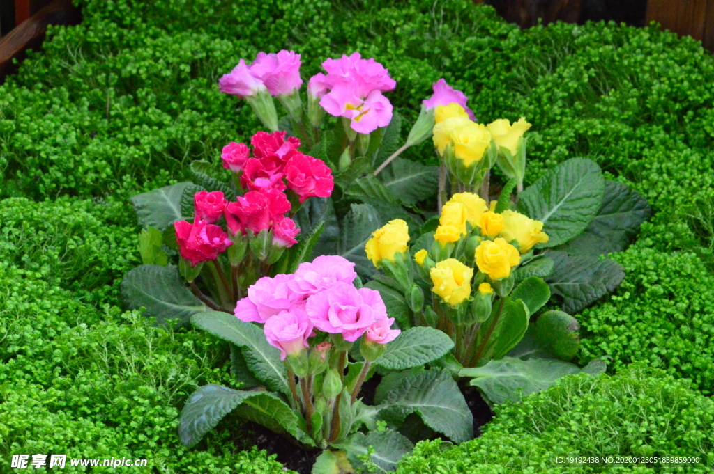 报春花