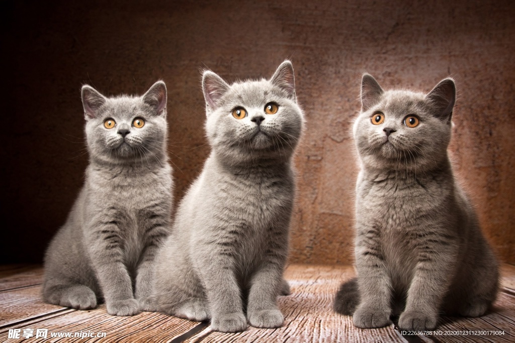 猫