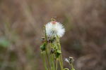 野茼蒿2