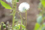 野茼蒿1