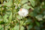 野茼蒿