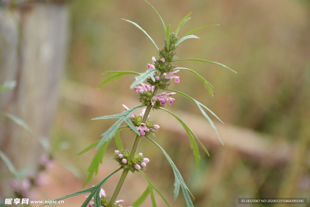 艾草花1