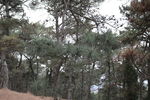 山林