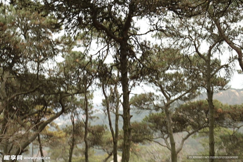 树
