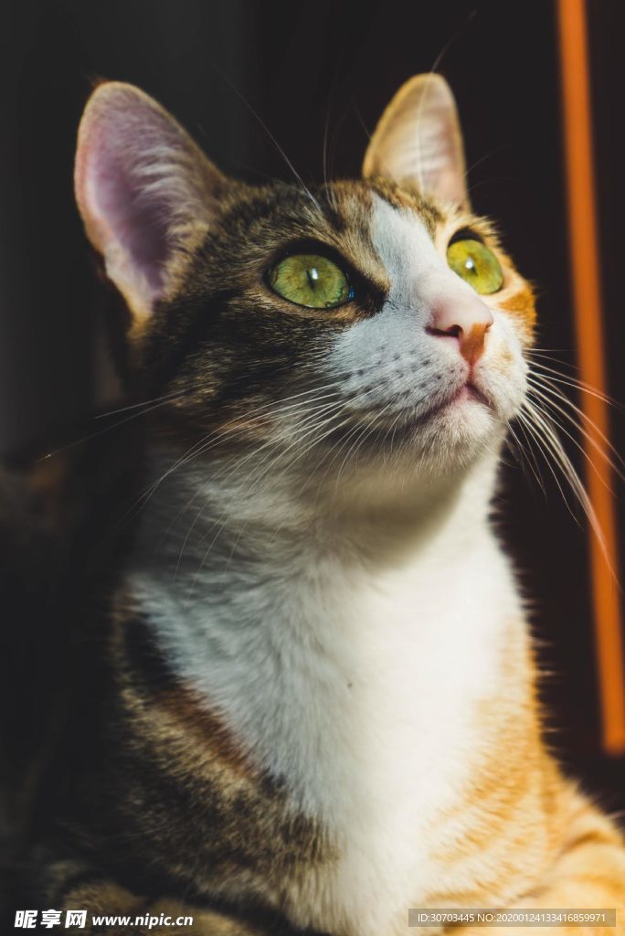 小猫