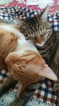 猫咪