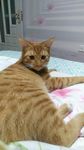 猫咪