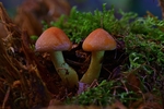 蘑菇