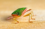 昆虫