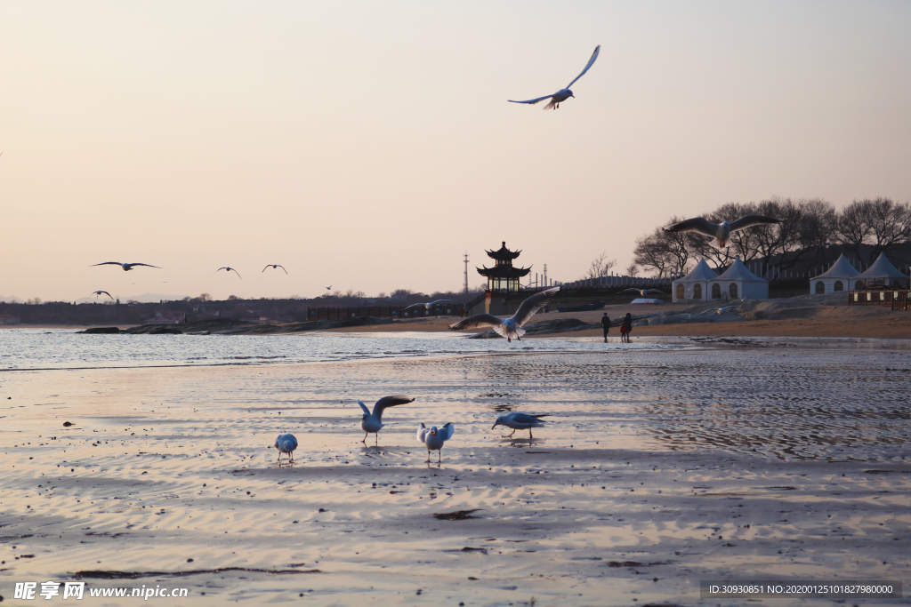 海鸟