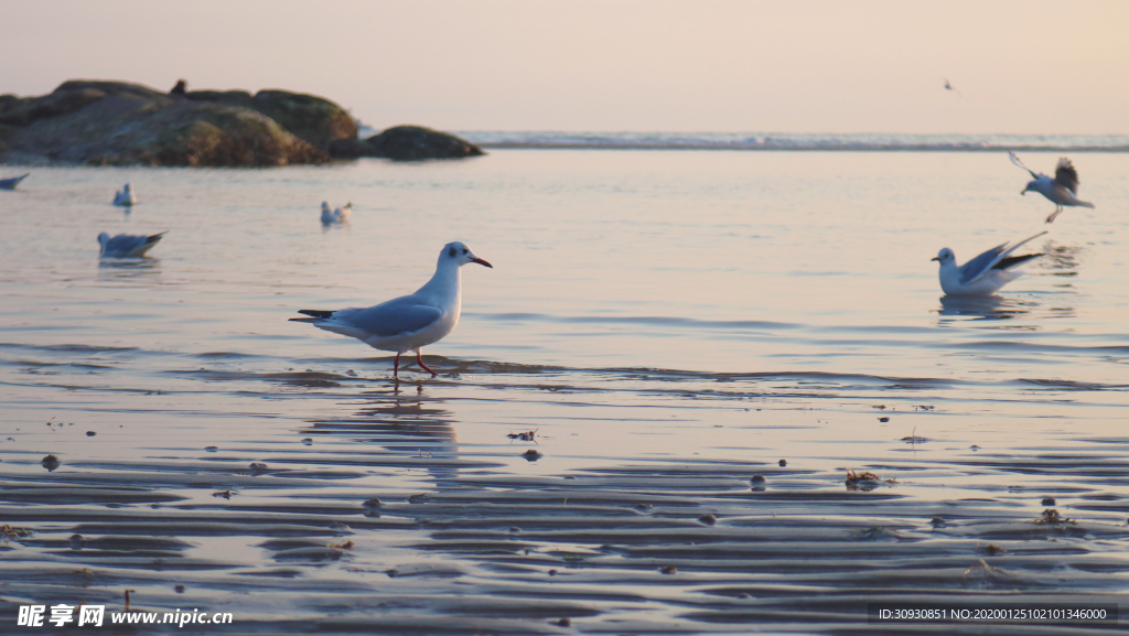 海鸟