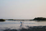 海鸥