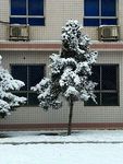 雪 雪景  雪花  雪树  雾