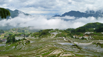 美丽的梯田景观